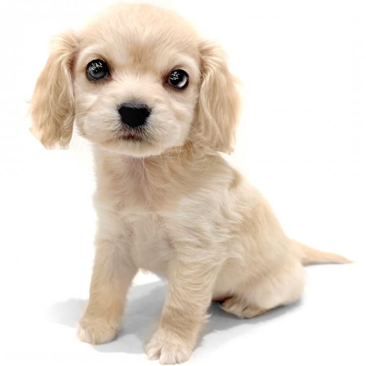 animal_image