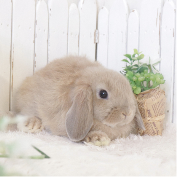 animal_image