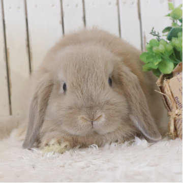 animal_image