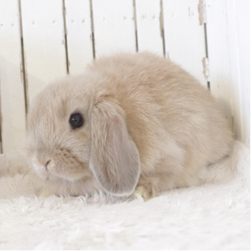 animal_image