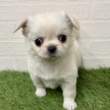 animal_image