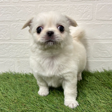 animal_image