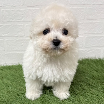 animal_image