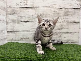 animal_image