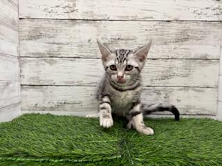 animal_image