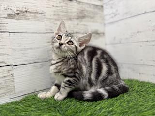 animal_image