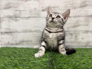animal_image