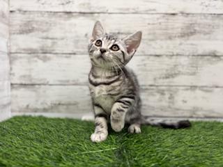 animal_image