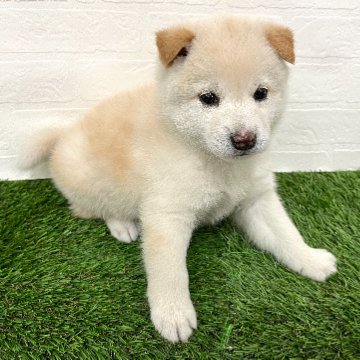 animal_image