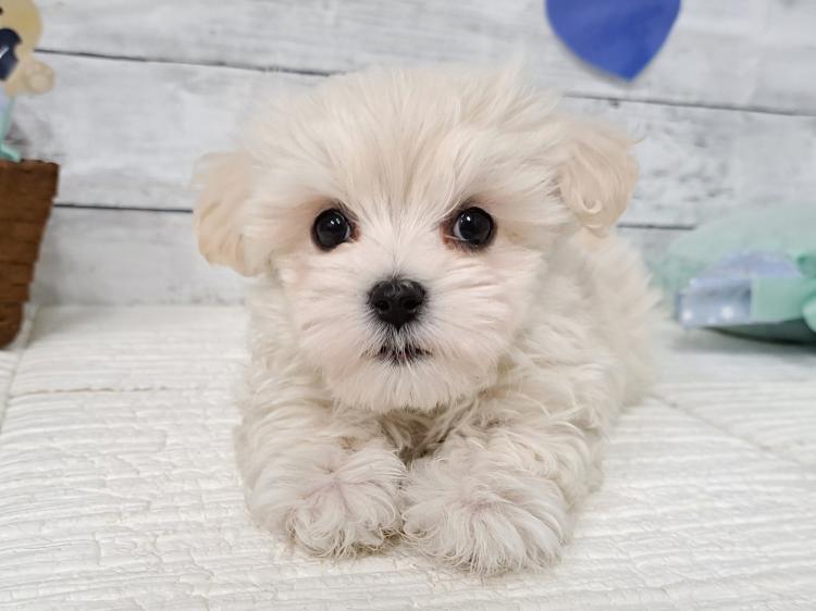 animal_image