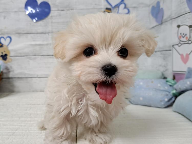 animal_image