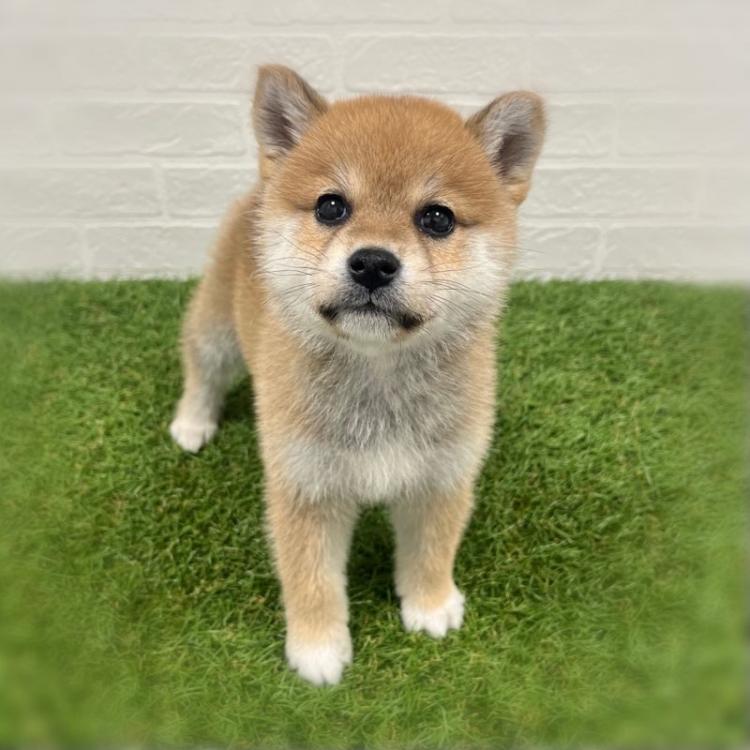 animal_image