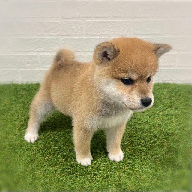 animal_image