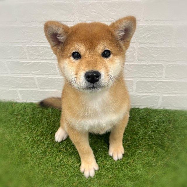 animal_image