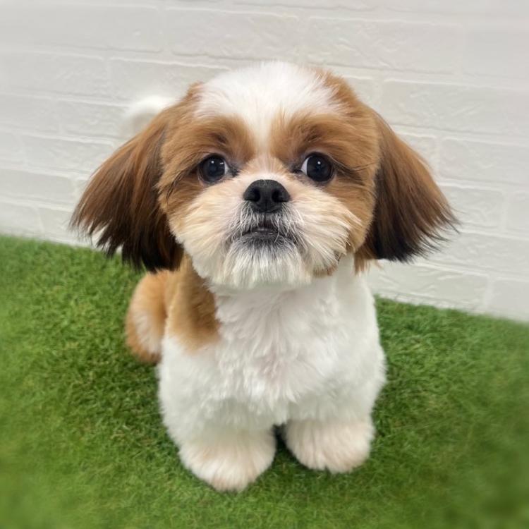 animal_image