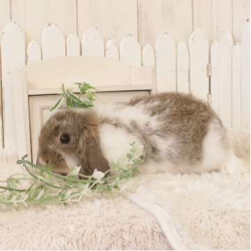 animal_image