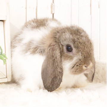 animal_image