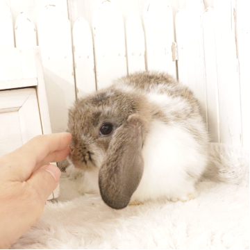 animal_image