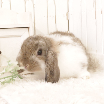 animal_image