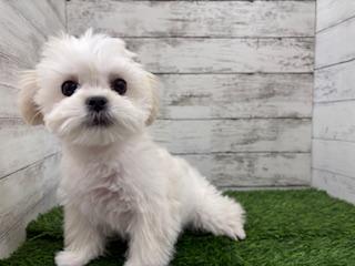 animal_image