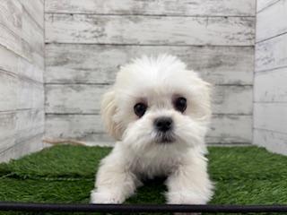 animal_image