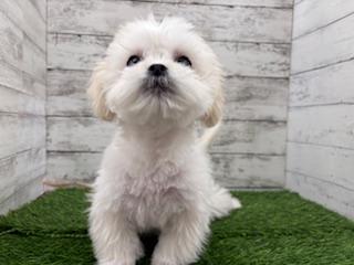 animal_image