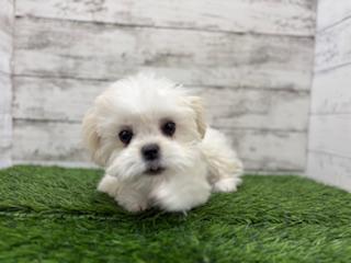 animal_image