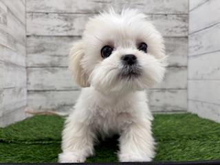 animal_image