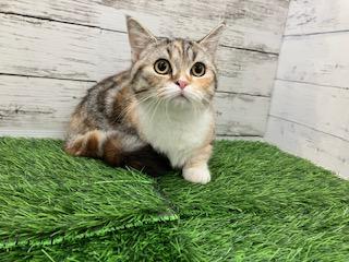 animal_image