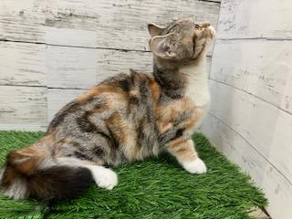 animal_image