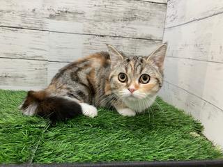animal_image