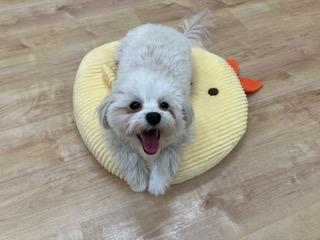 animal_image