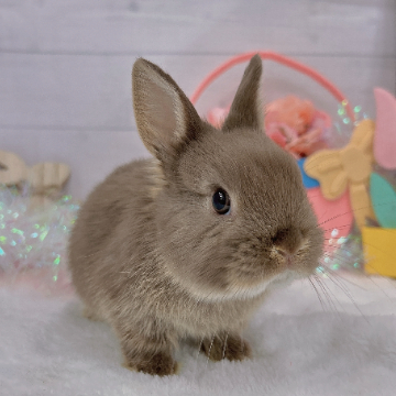 animal_image