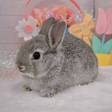 animal_image