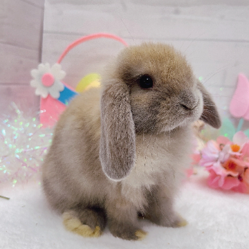 animal_image