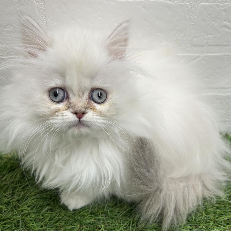 animal_image
