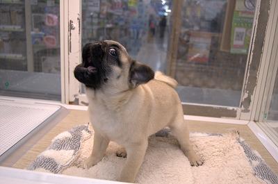 animal_image