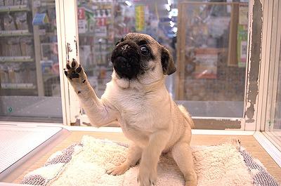 animal_image