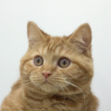 animal_image