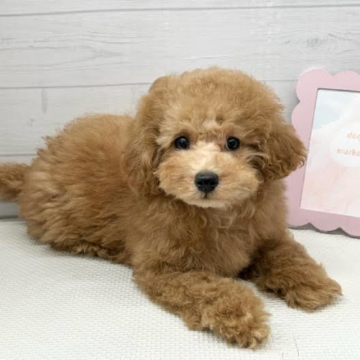 animal_image