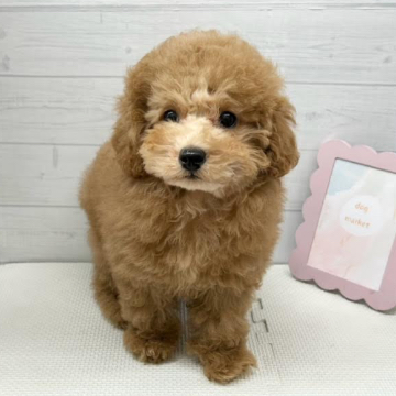 animal_image
