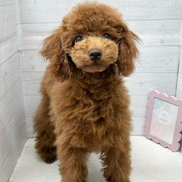 animal_image