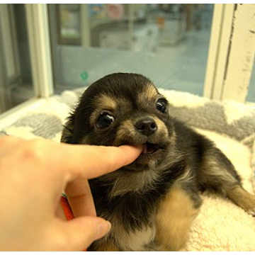 animal_image