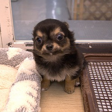 animal_image
