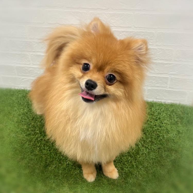 animal_image