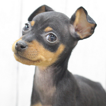 animal_image
