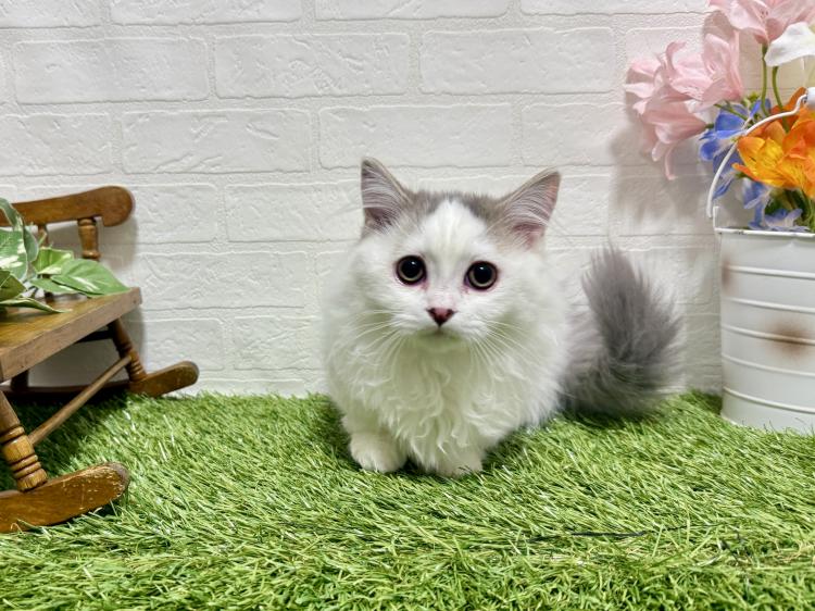 animal_image