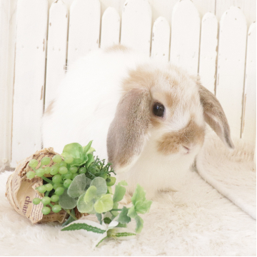 animal_image