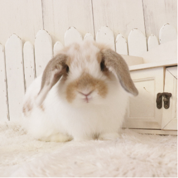 animal_image