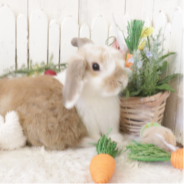 animal_image